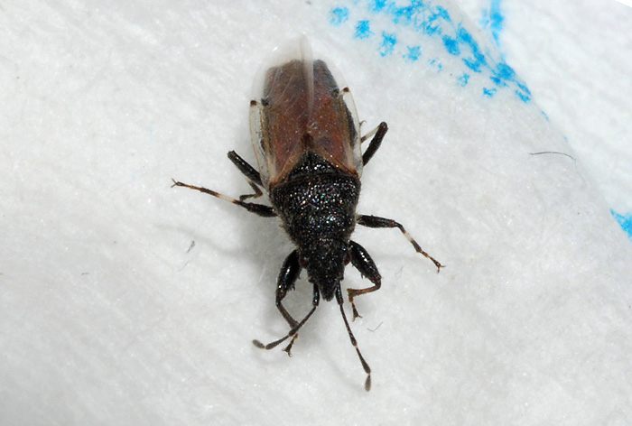 Lygaeidae: Oxycarenus hyalinipennis dell''Emilia (MO)